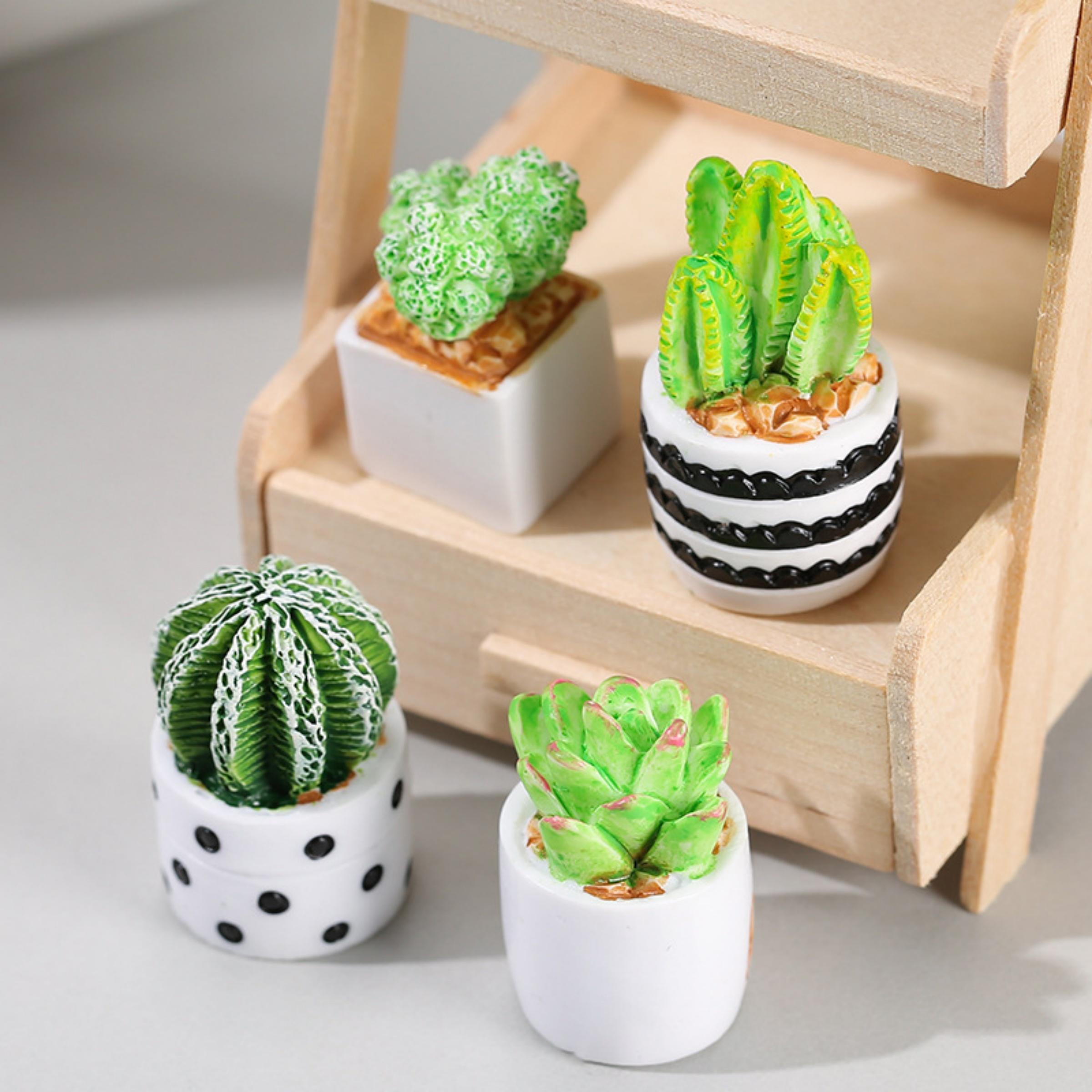Echeveria Succulent - Ensemble de 4 plantes succulentes en