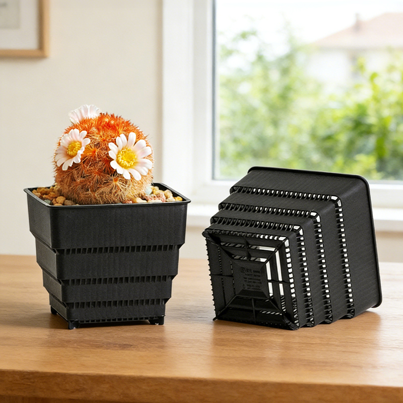 MESHPOT Lot de 6 pots carrés p - Echeveria Succulent avis et prix