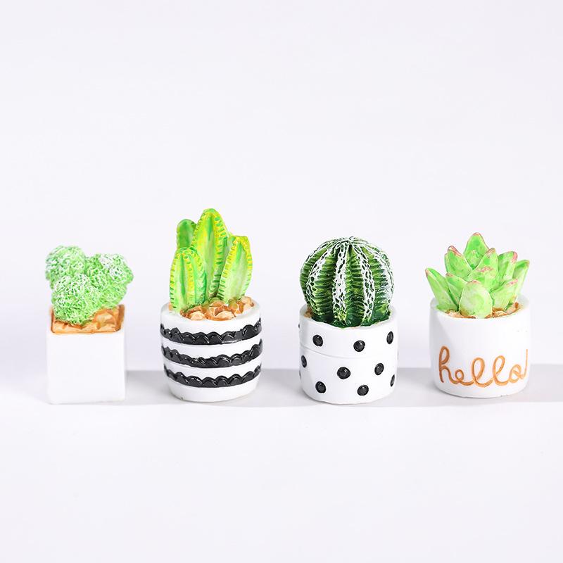 Ensemble de 4 plantes succulen - Echeveria Succulent avis et prix