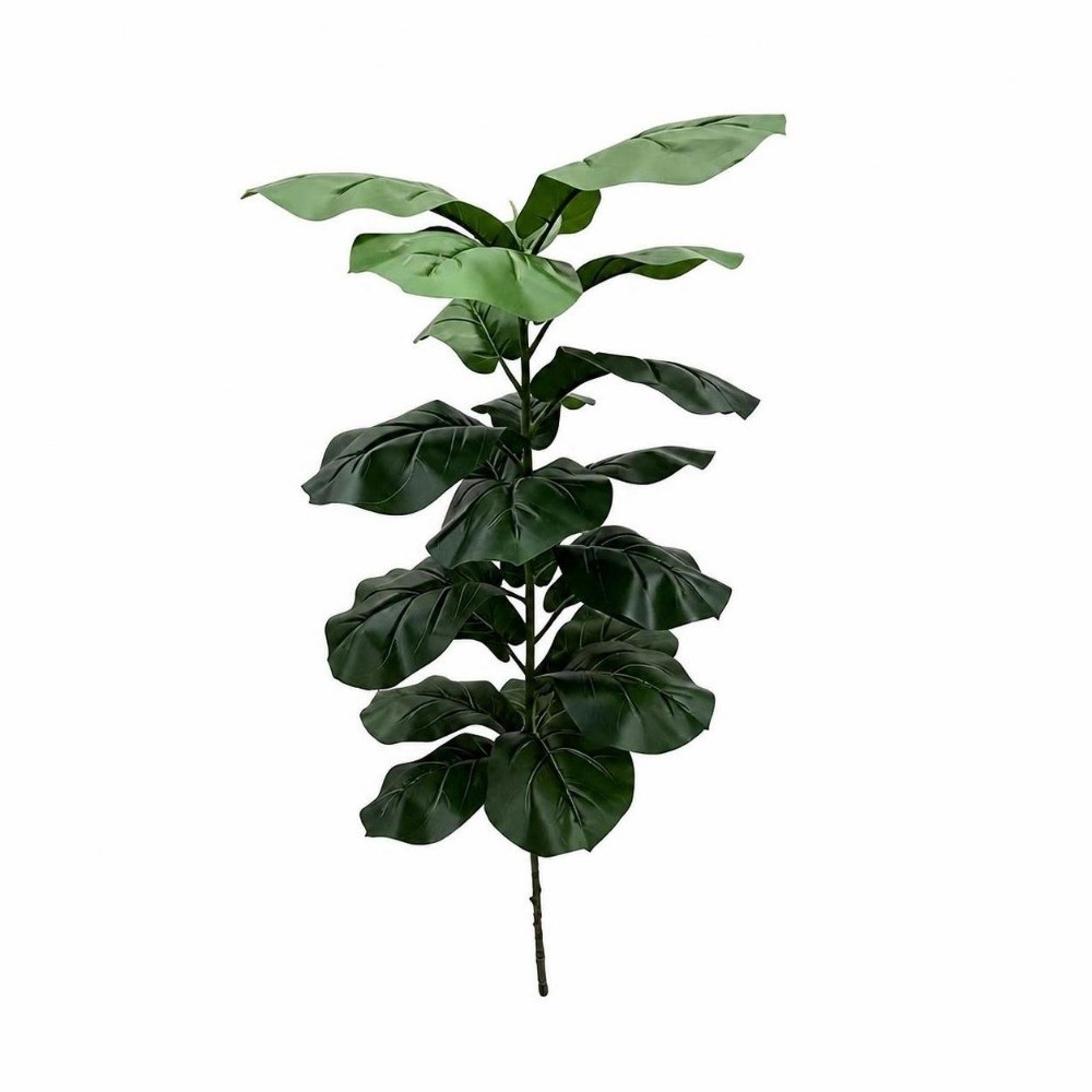 9/15/23 Feuilles de Ficus Lyra - Ficus Lyrata Tree avis et prix