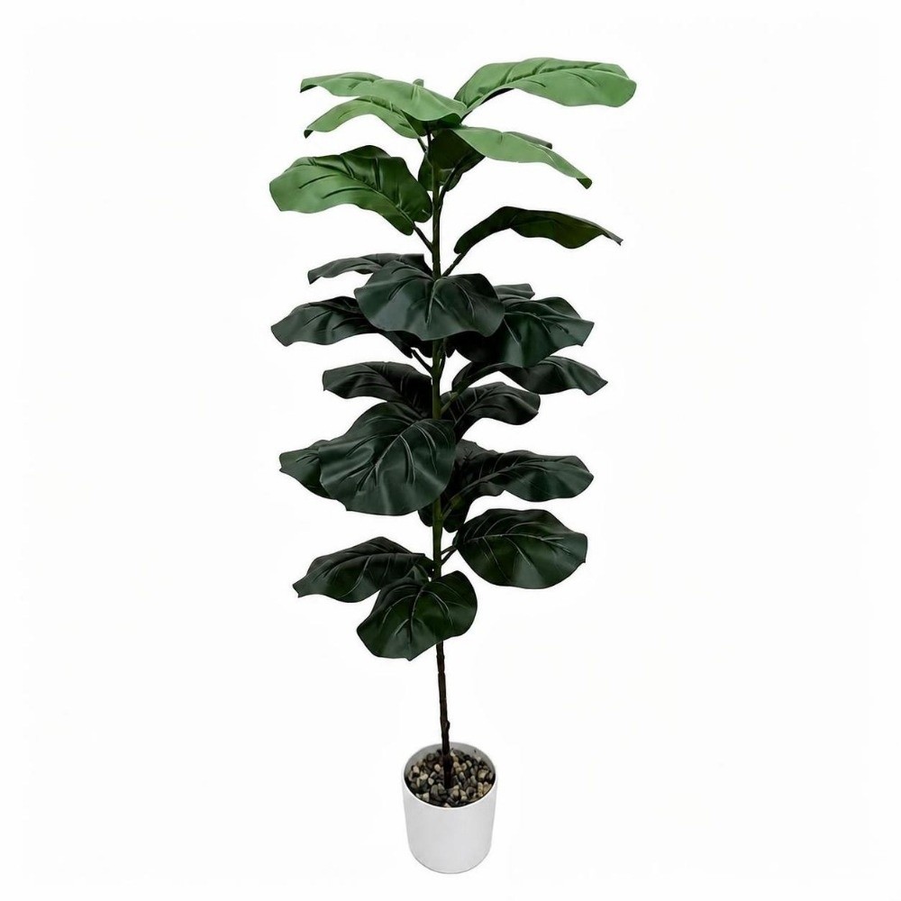 9/15/23 Feuilles de Ficus Lyra - Ficus Lyrata Tree avis et prix